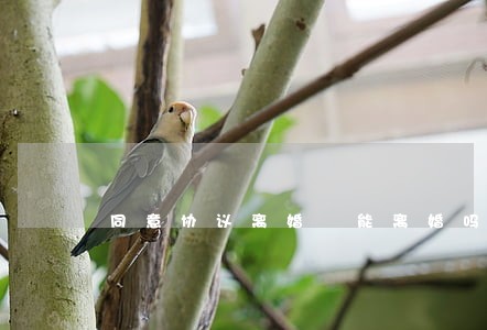 同意协议离婚 能离婚吗 同意协议离婚 能离婚吗